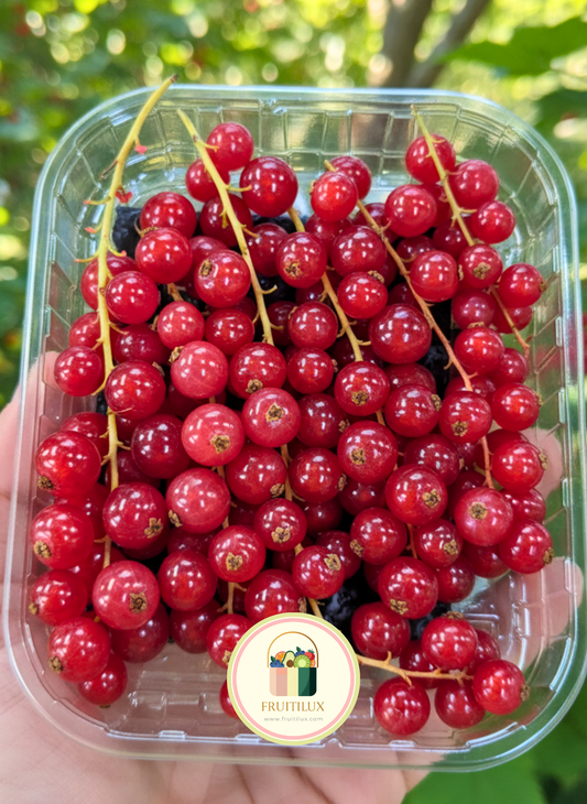 Red Currant